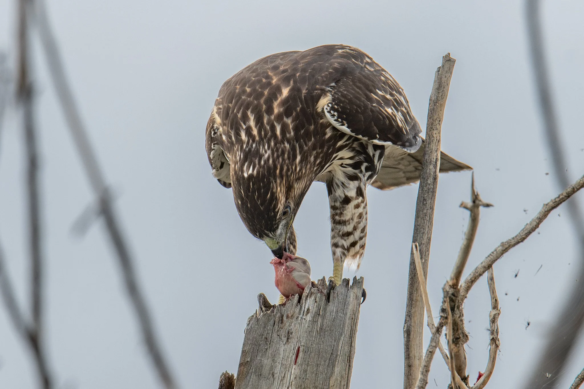 Red-tailed Hawk (Buteo jamaicensis)