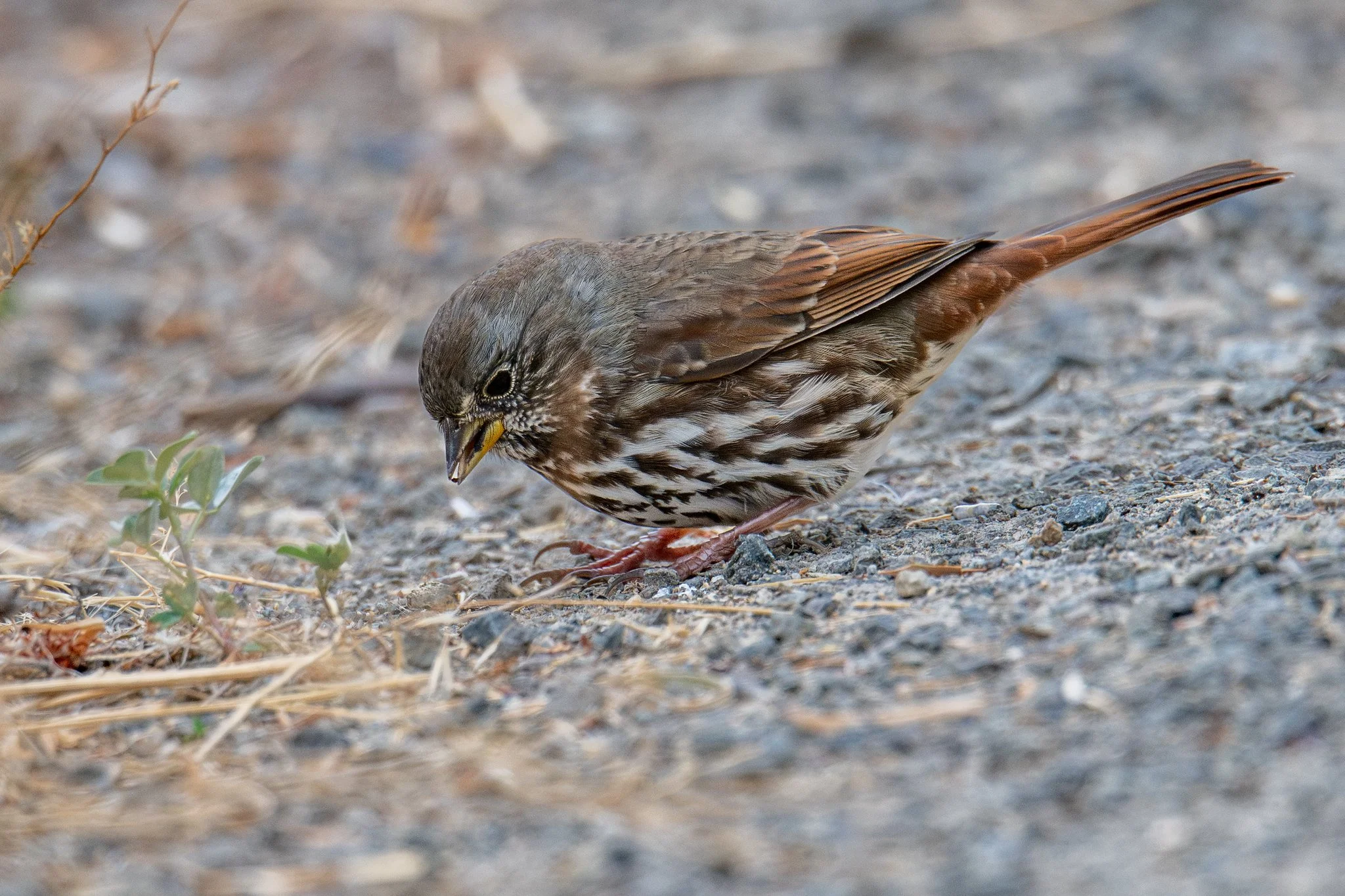 Fox Sparrow, Slate-colored (Passerella iliaca [schistacea Group])