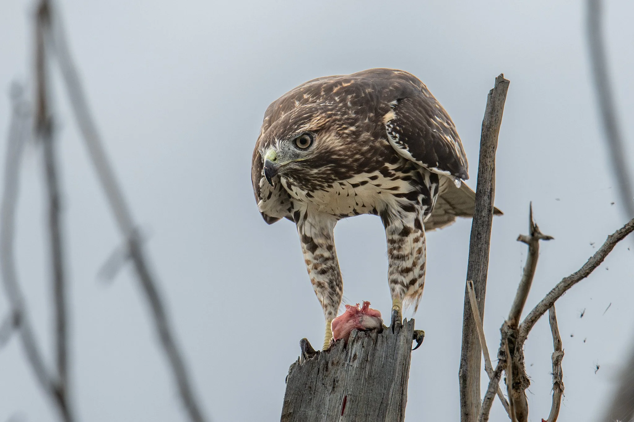Red-tailed Hawk (Buteo jamaicensis)
