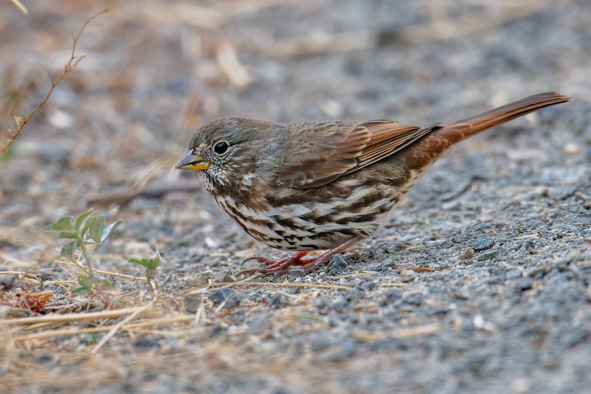 Fox Sparrow, Slate-colored (Passerella iliaca [schistacea Group])