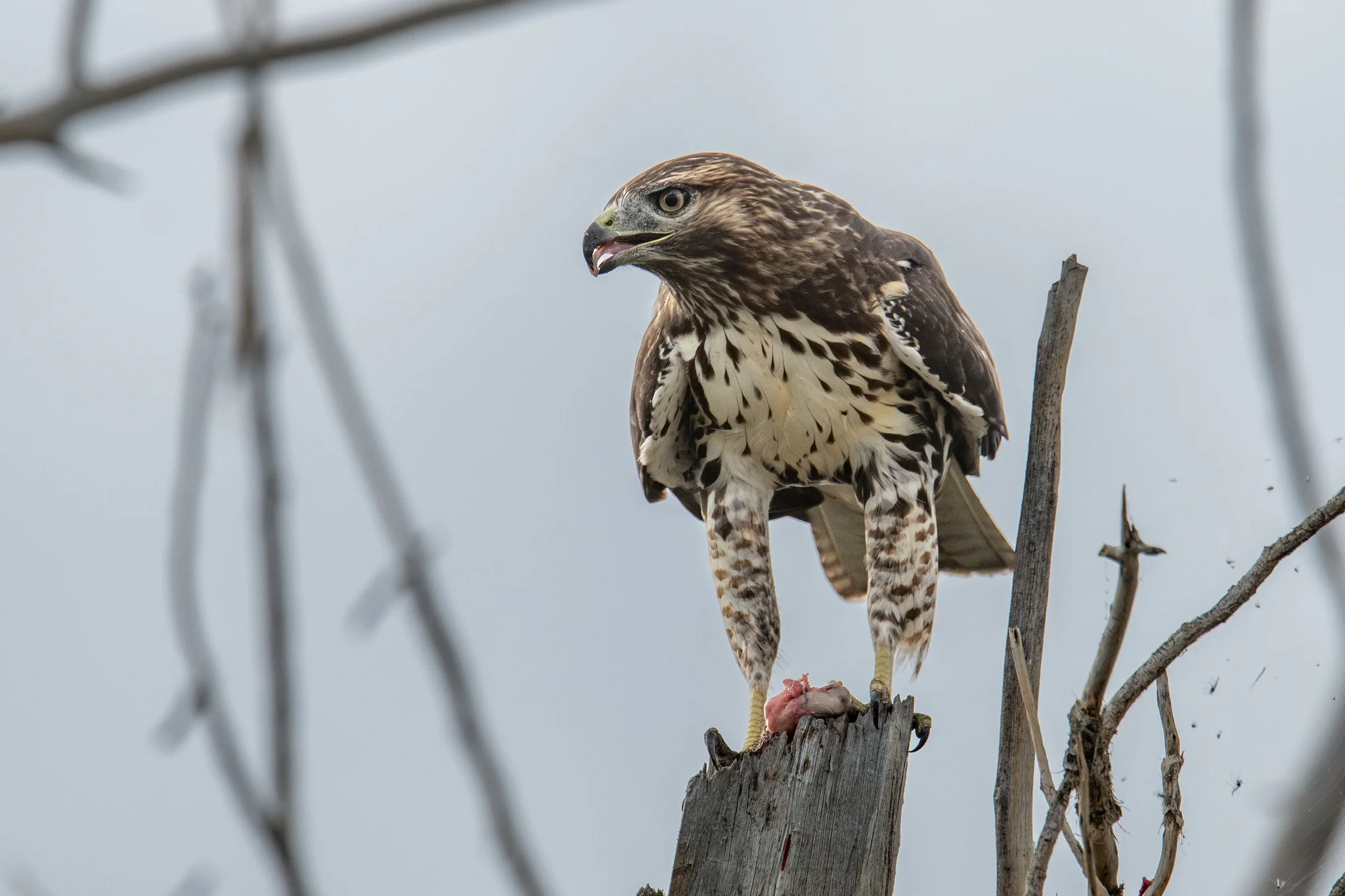 Red-tailed Hawk (Buteo jamaicensis)