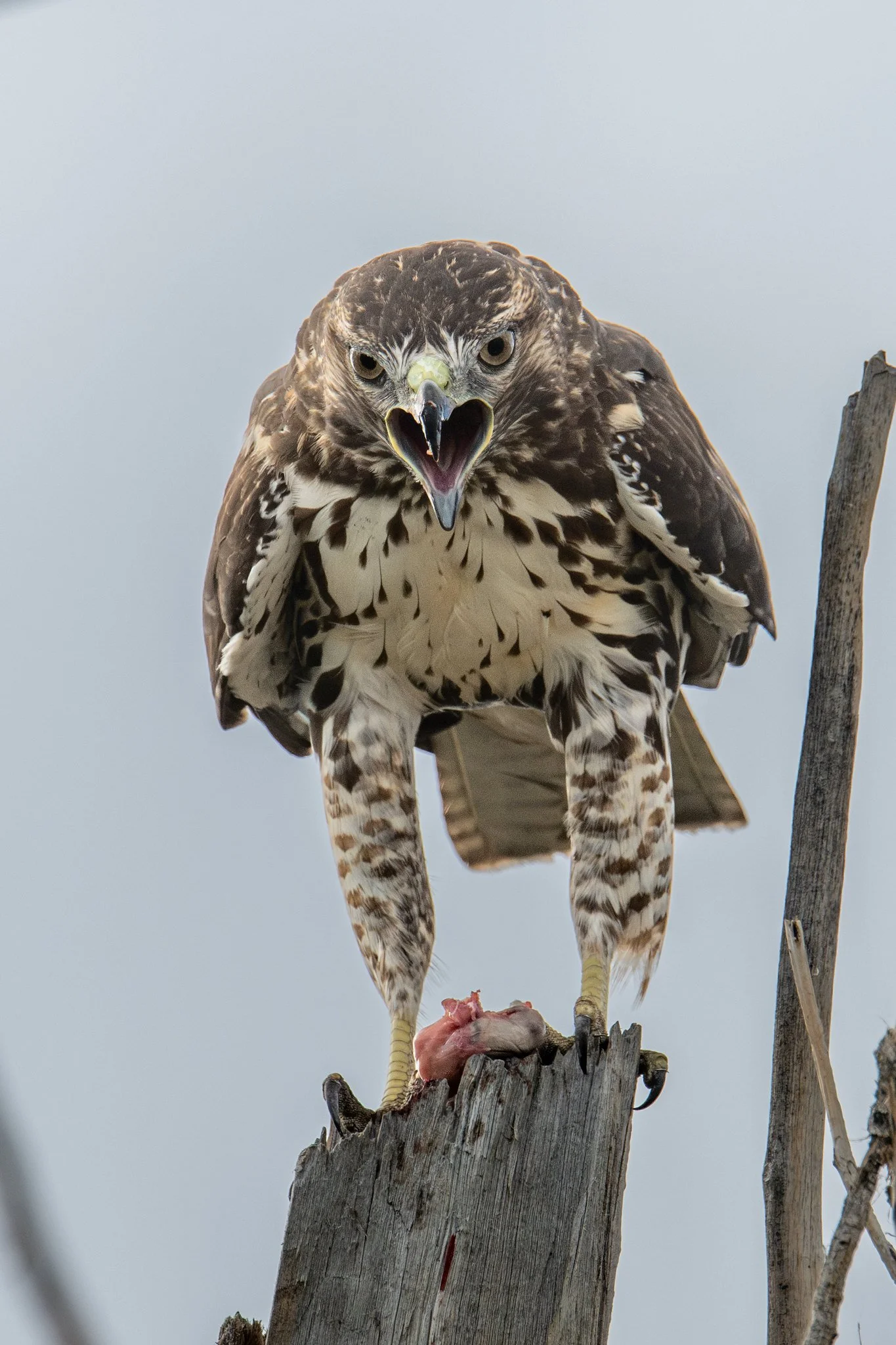 Red-tailed Hawk (Buteo jamaicensis)