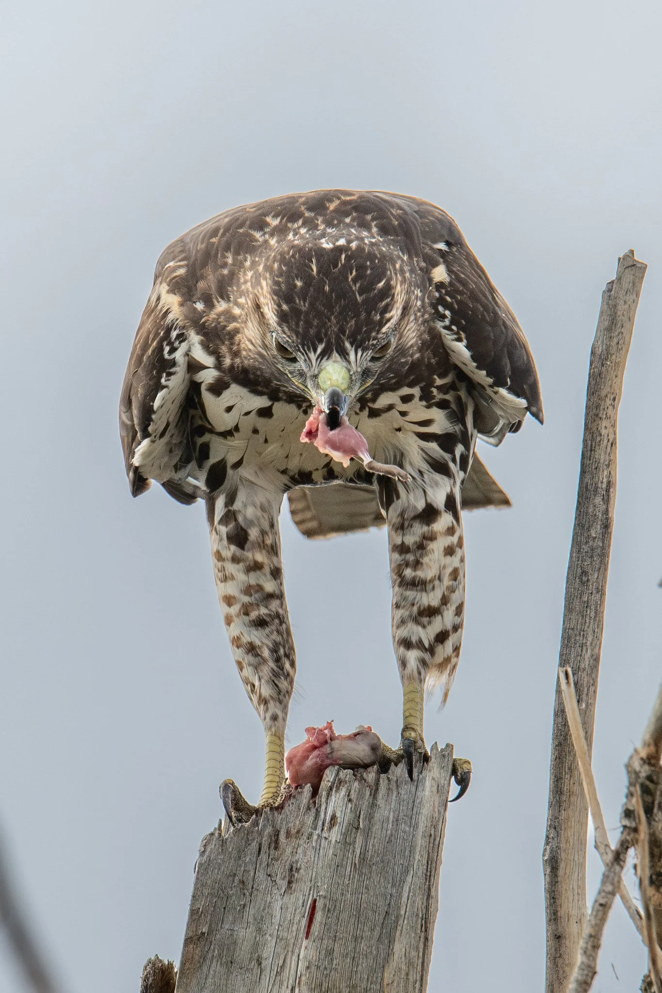 Red-tailed Hawk (Buteo jamaicensis)