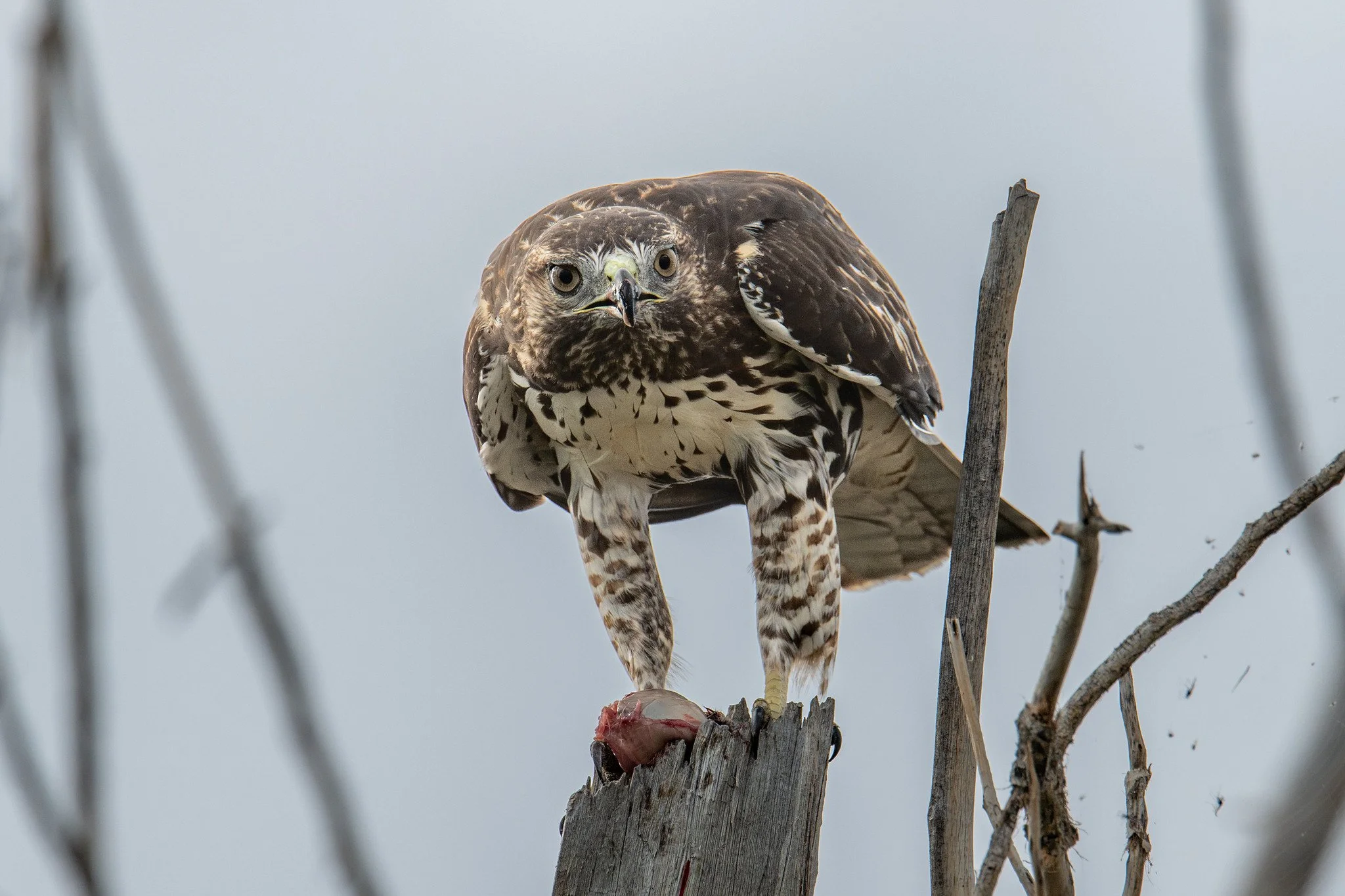 Red-tailed Hawk (Buteo jamaicensis)
