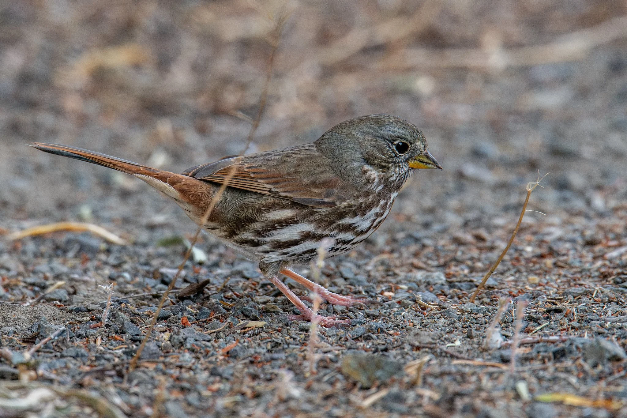 Fox Sparrow, Slate-colored (Passerella iliaca [schistacea Group])