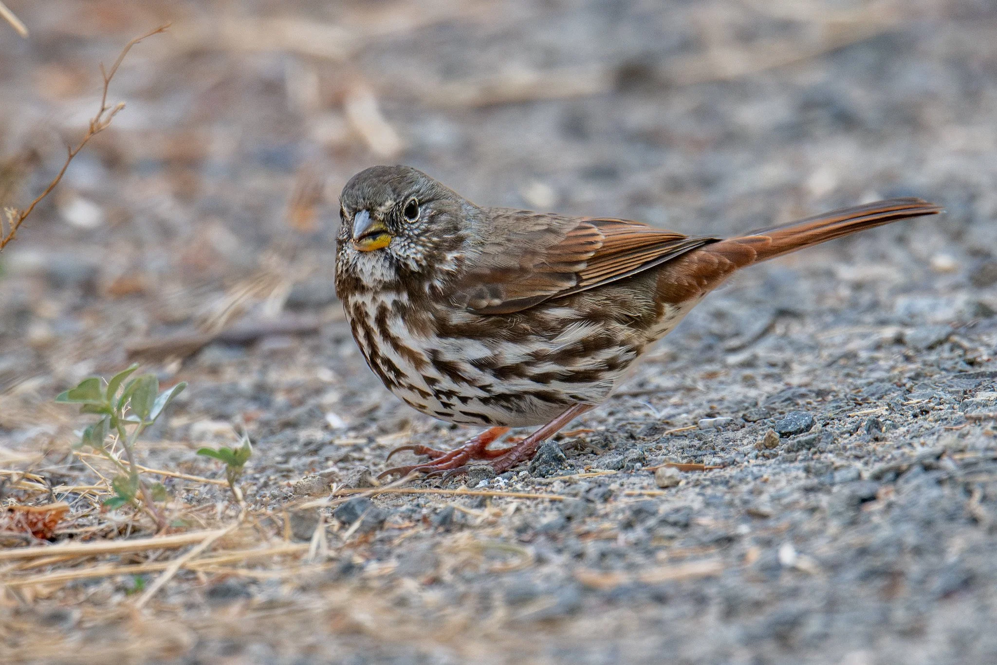 Fox Sparrow, Slate-colored (Passerella iliaca [schistacea Group])
