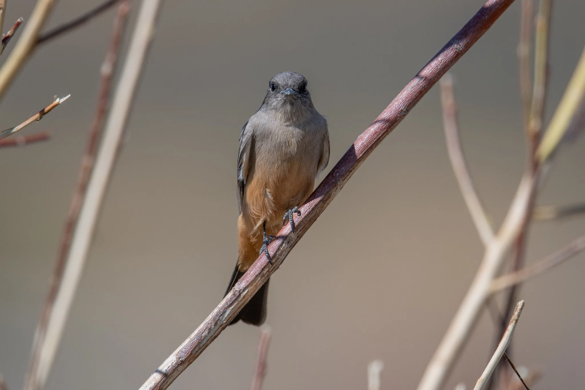 Say's Phoebe (Sayornis saya)