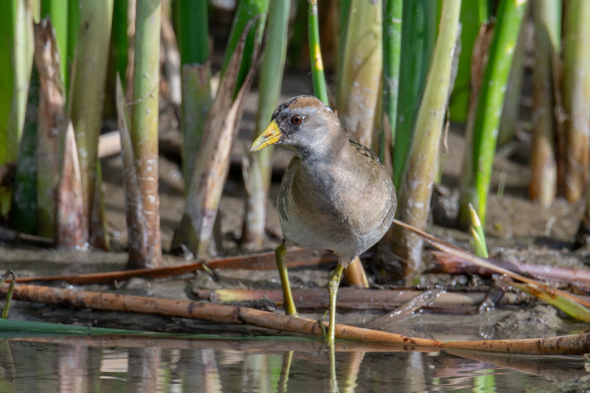 Sora (Porzana carolina)