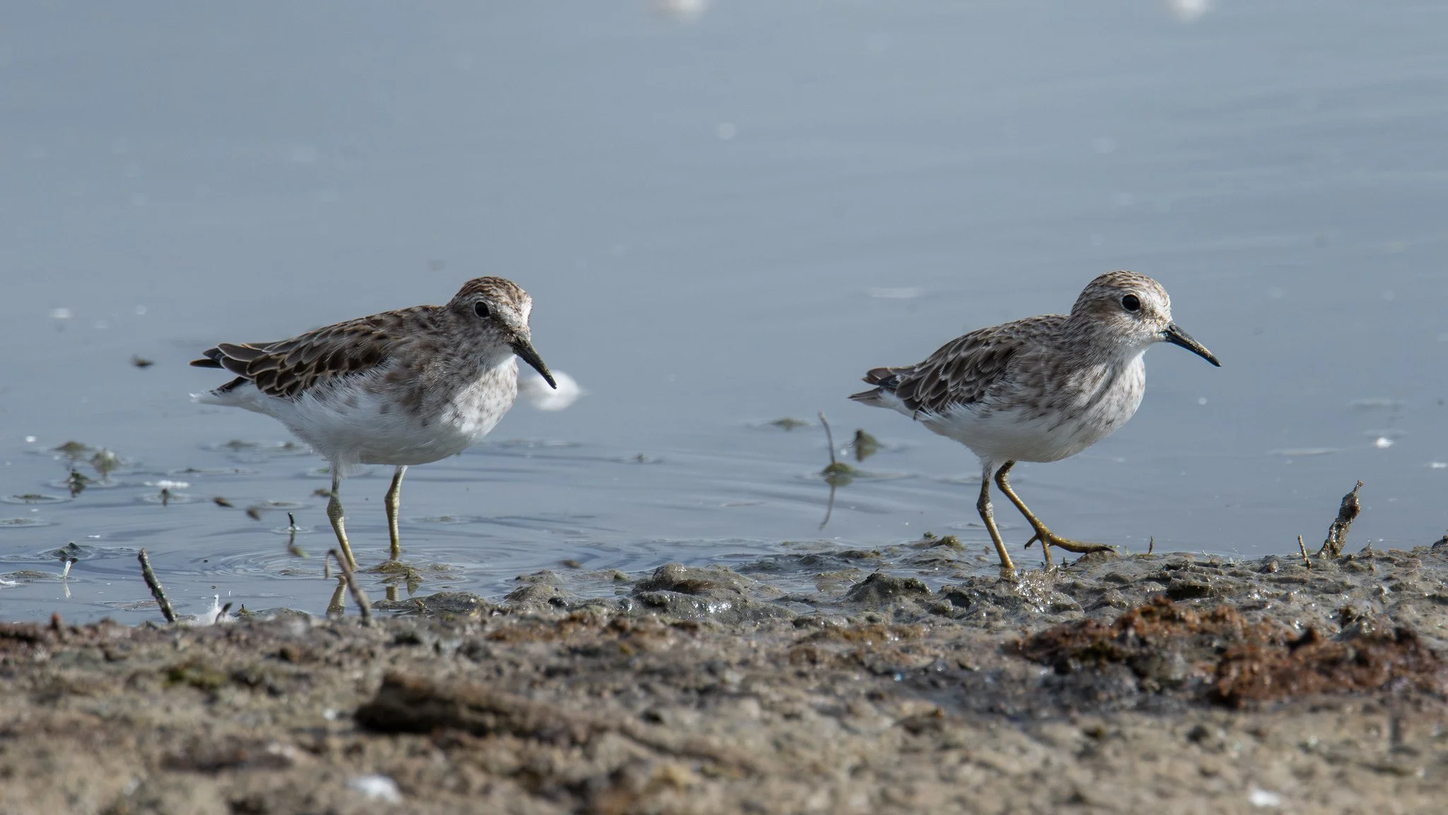 Least Sandpiper (Calidris minutilla)