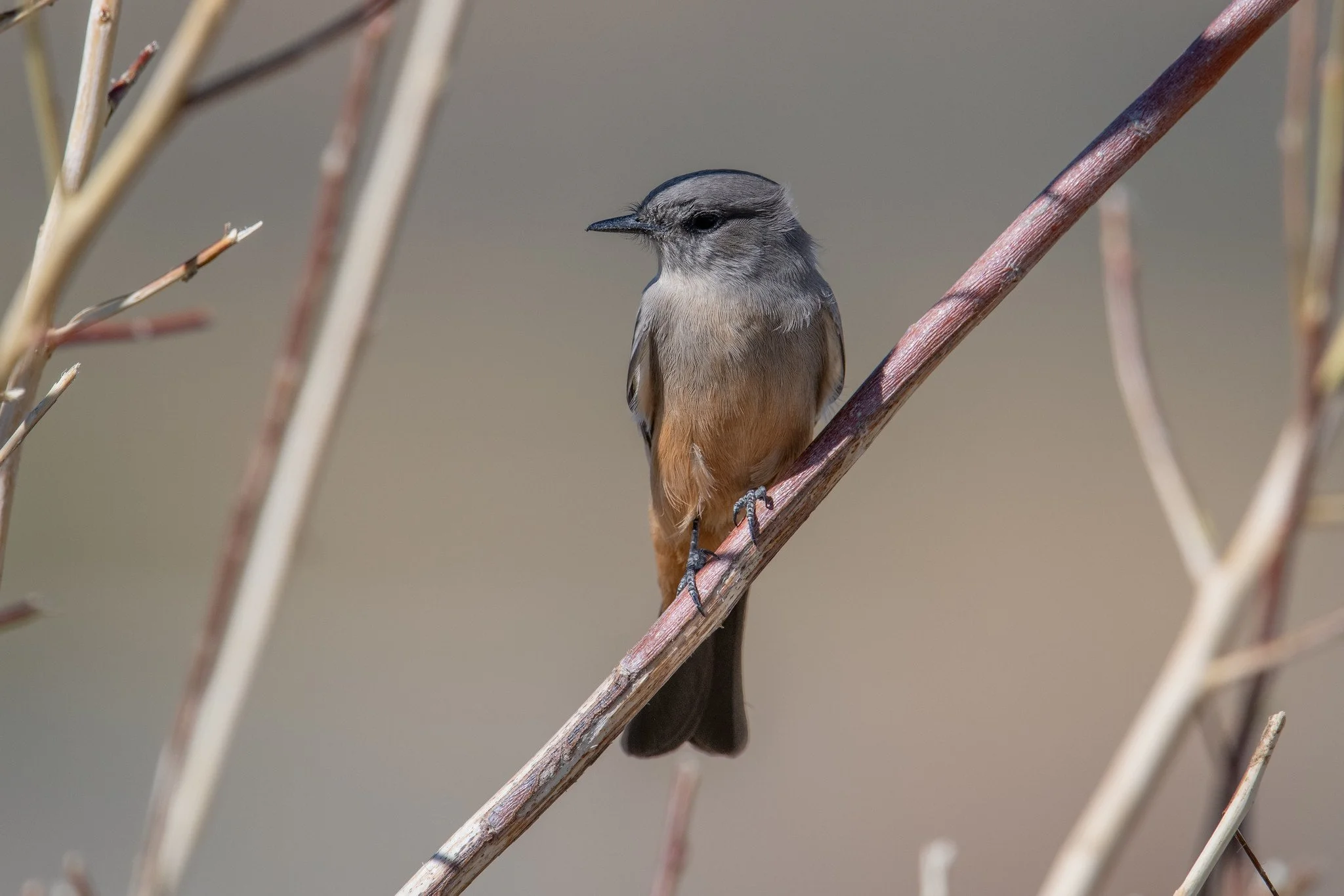Say's Phoebe (Sayornis saya)
