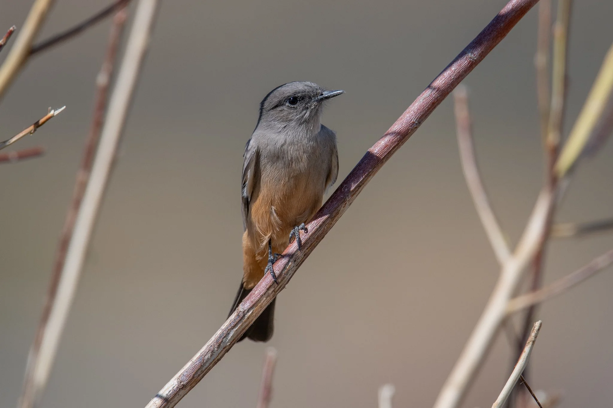 Say's Phoebe (Sayornis saya)