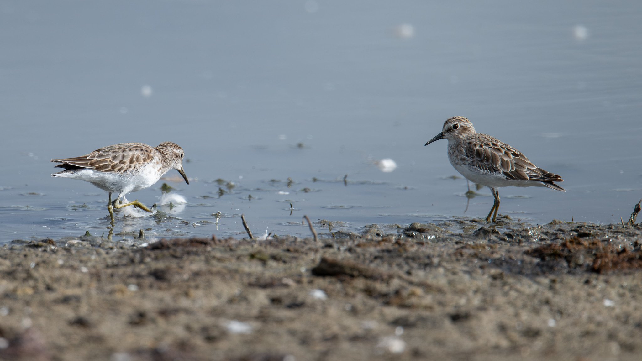 Least Sandpiper (Calidris minutilla)