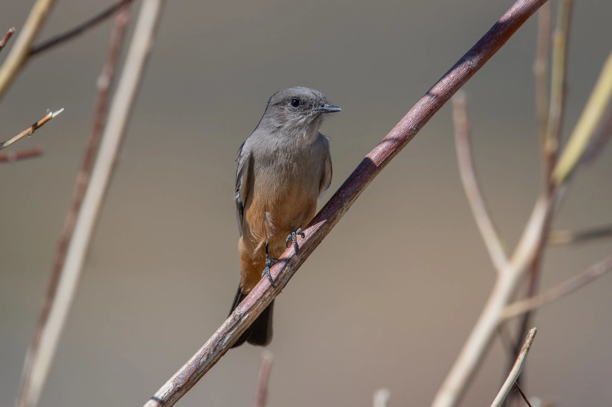 Say's Phoebe (Sayornis saya)