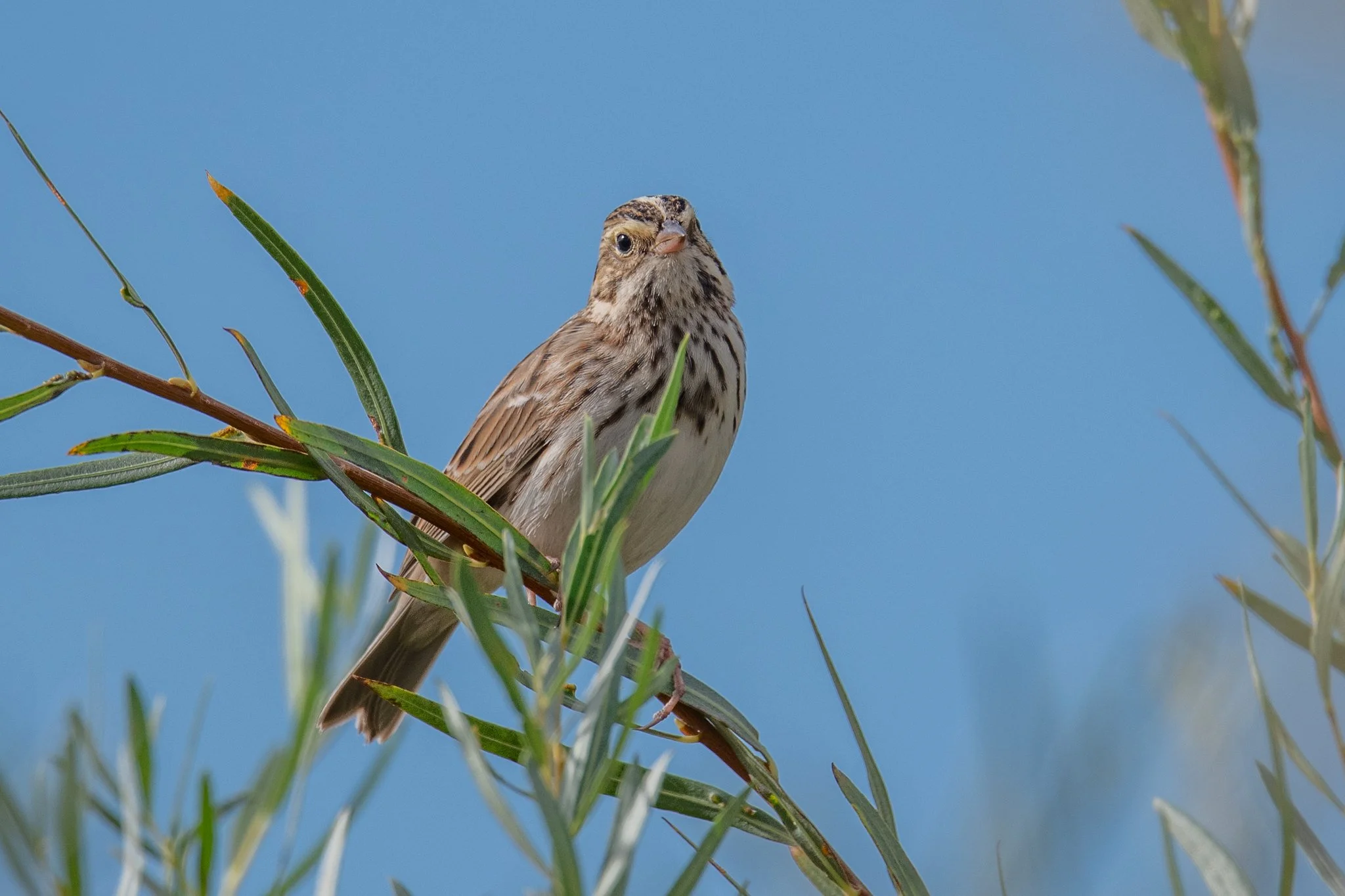 Savannah Sparrow (Passerculus sandwichensis)