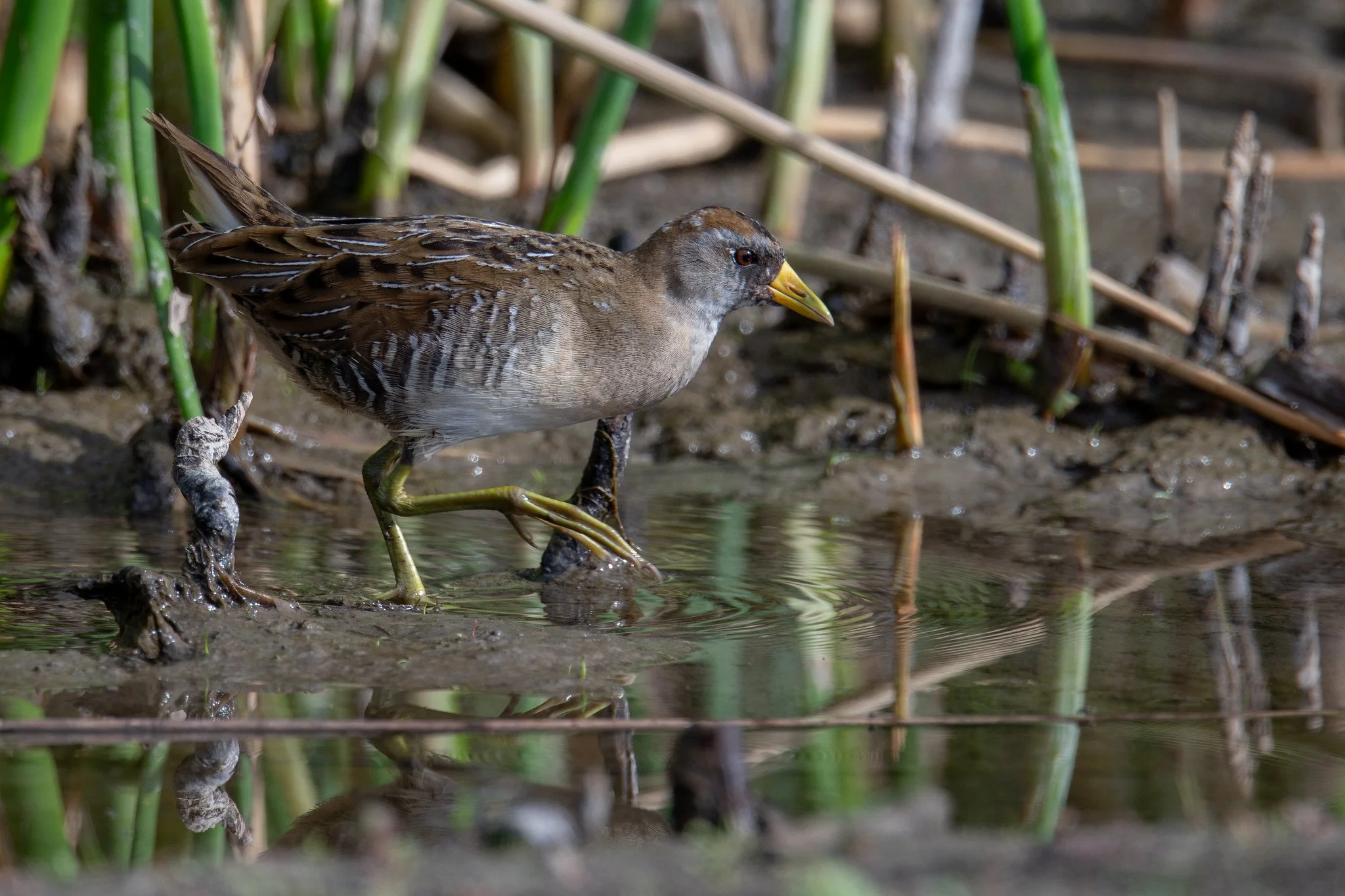 Sora (Porzana carolina)