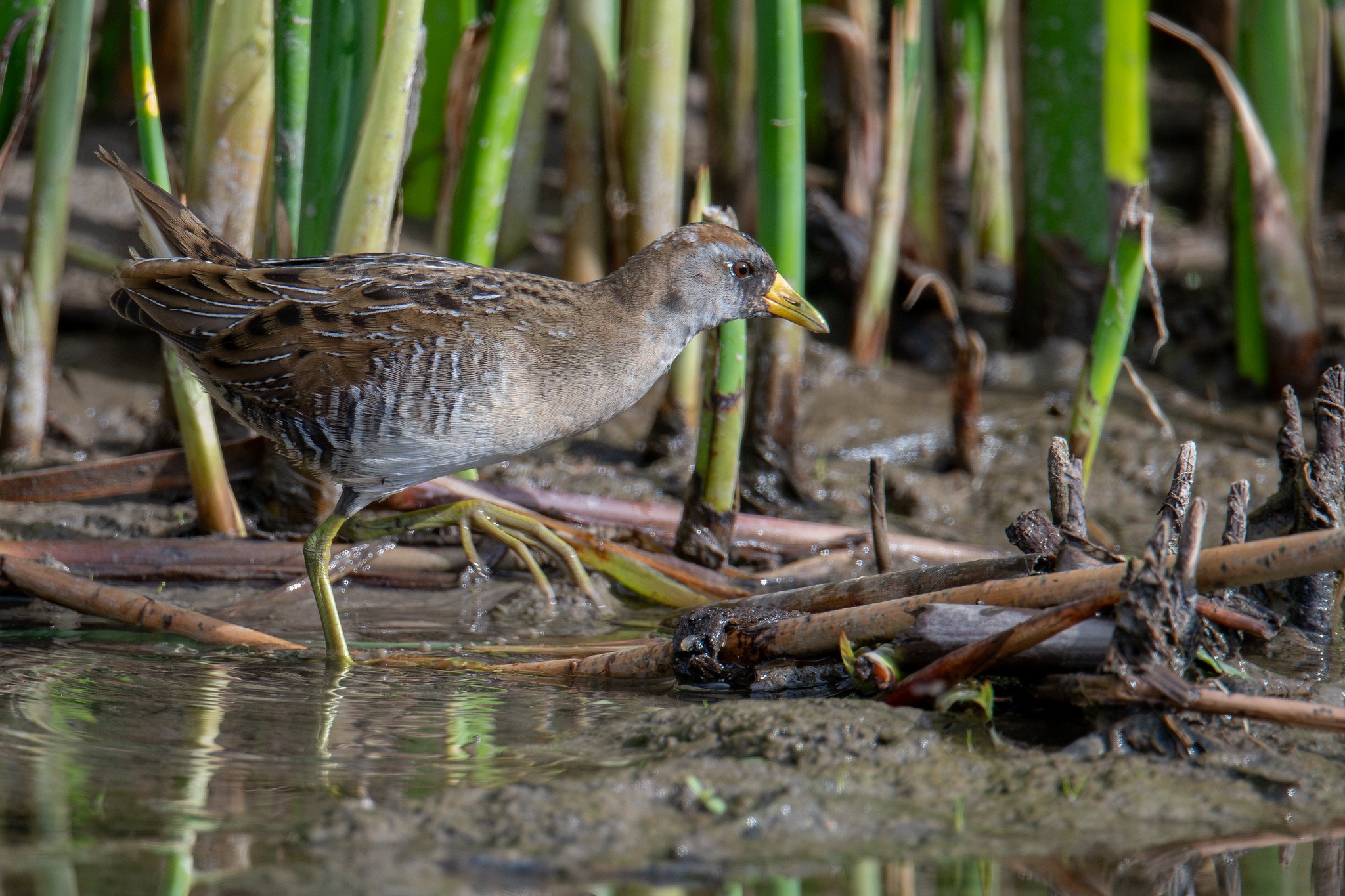 Sora (Porzana carolina)