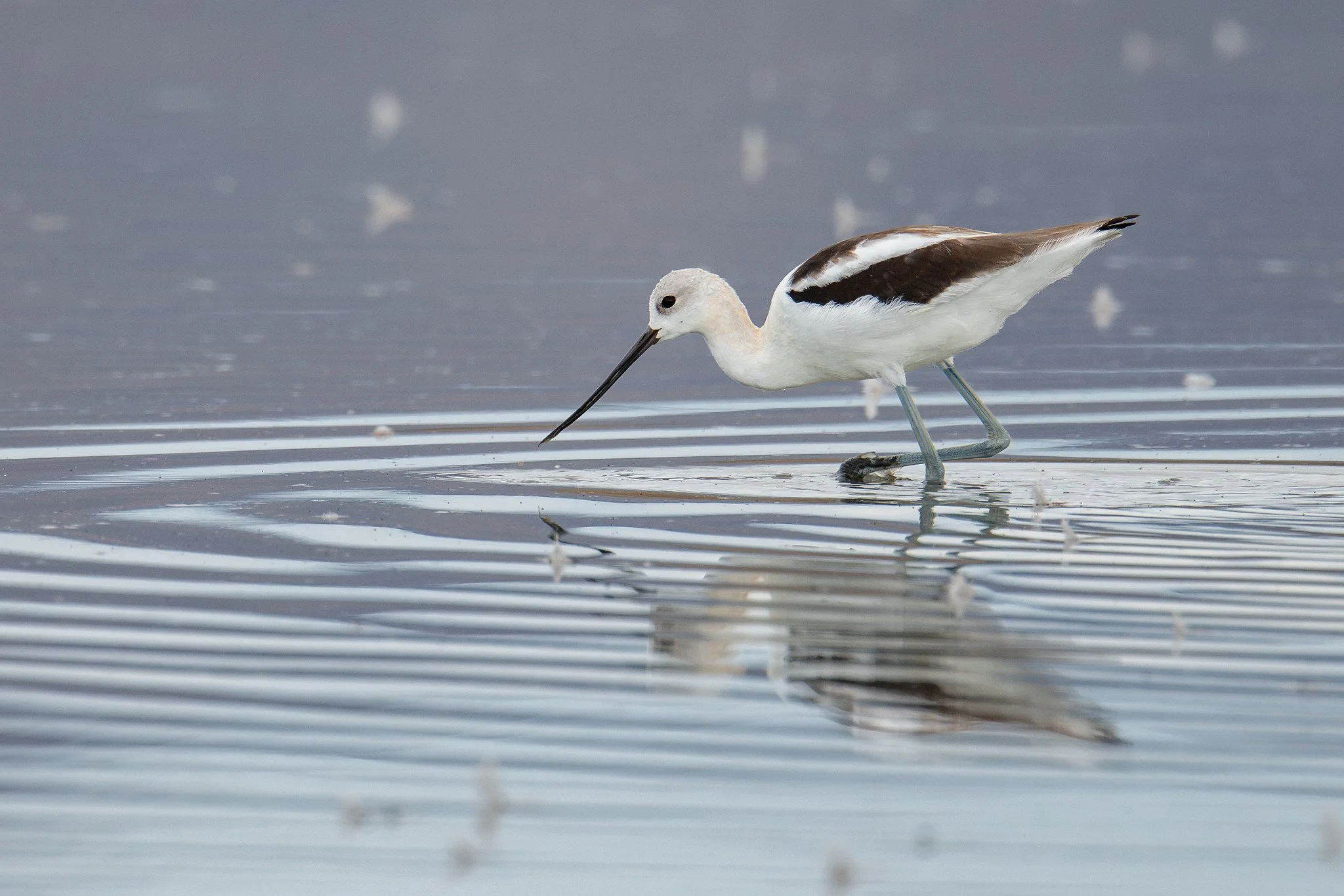 American Avocet (Recurvirostra americana)