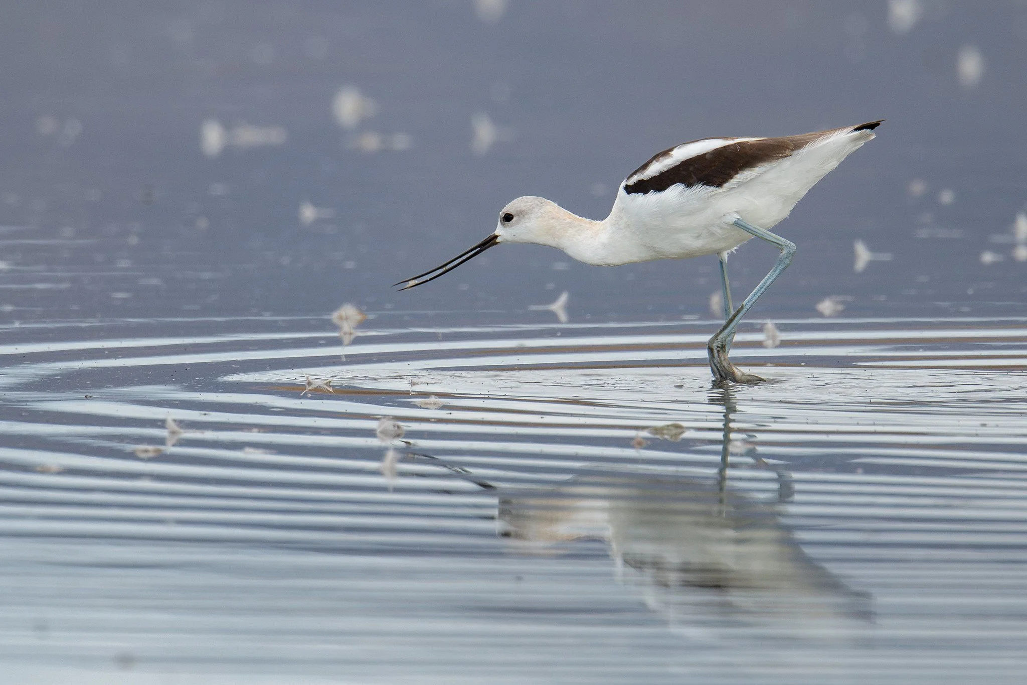 American Avocet (Recurvirostra americana)