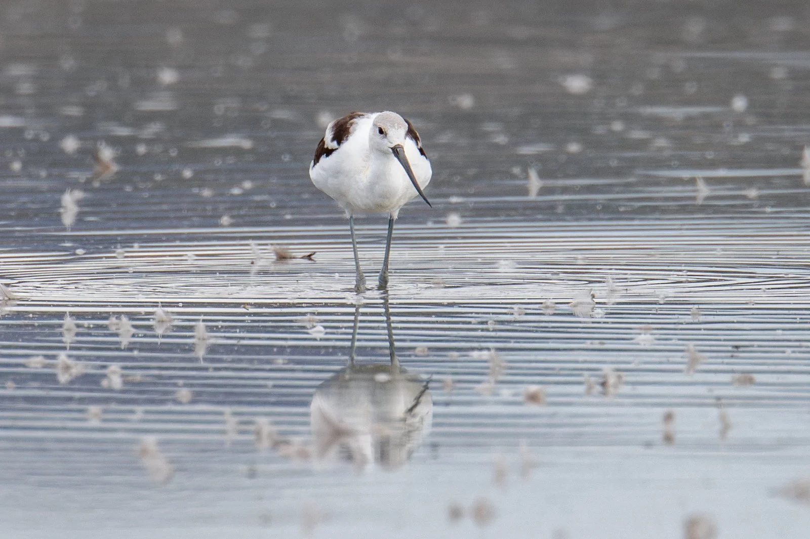 American Avocet (Recurvirostra americana)