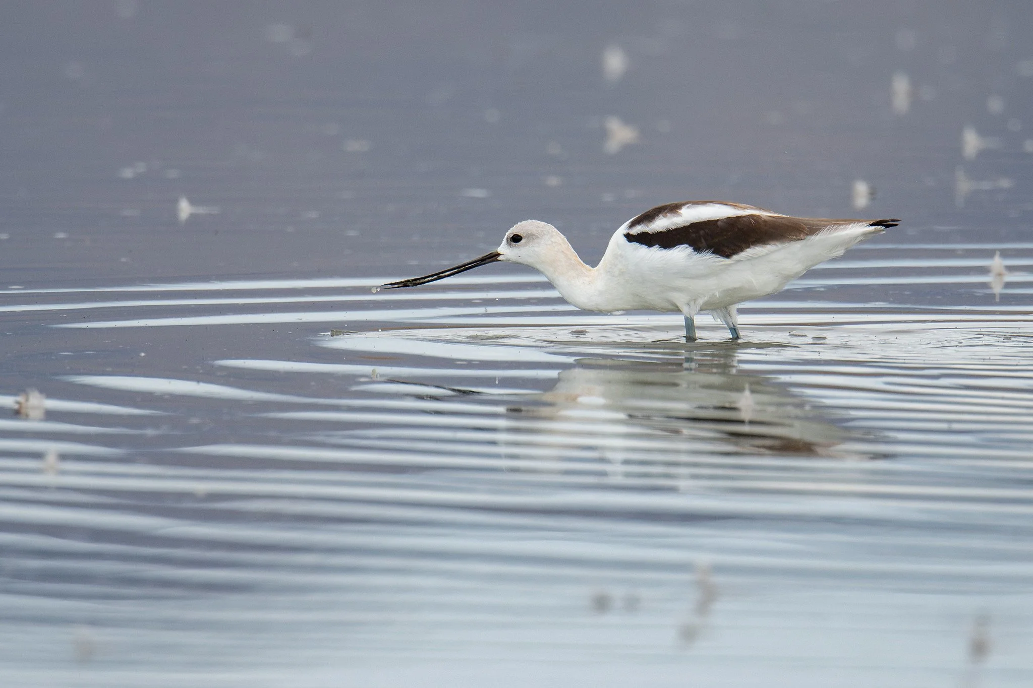 American Avocet (Recurvirostra americana)