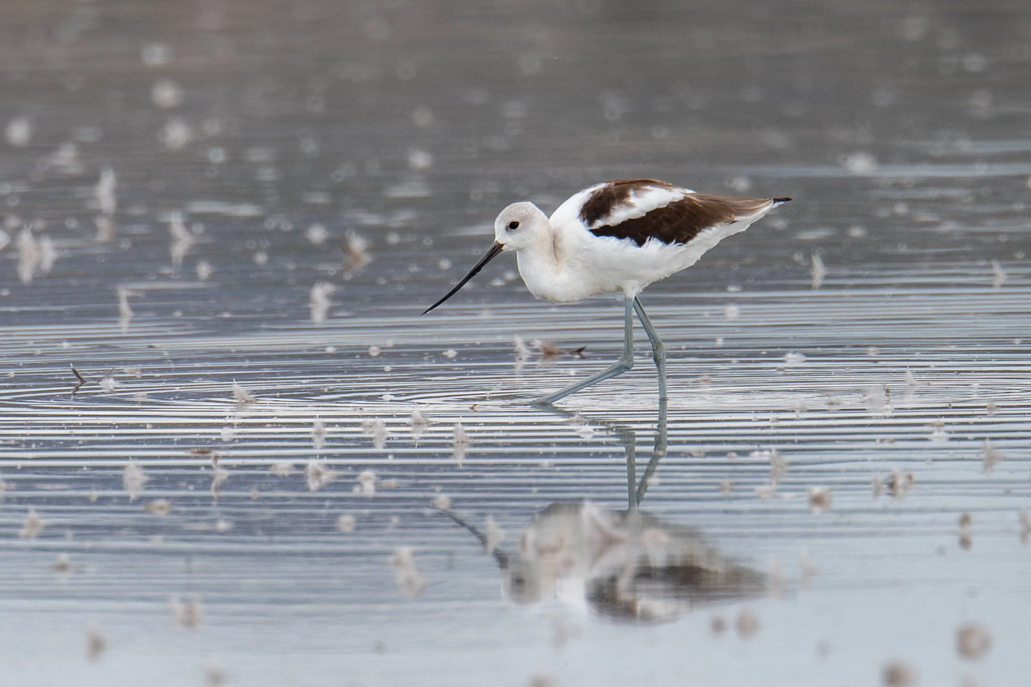 American Avocet (Recurvirostra americana)