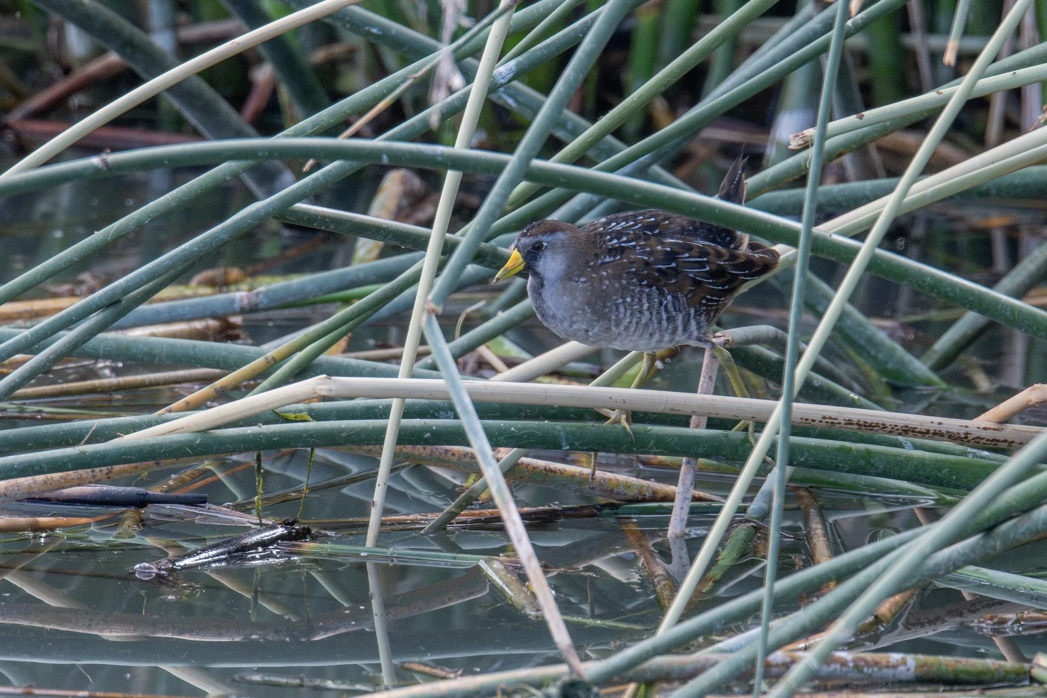 Sora (Porzana carolina)