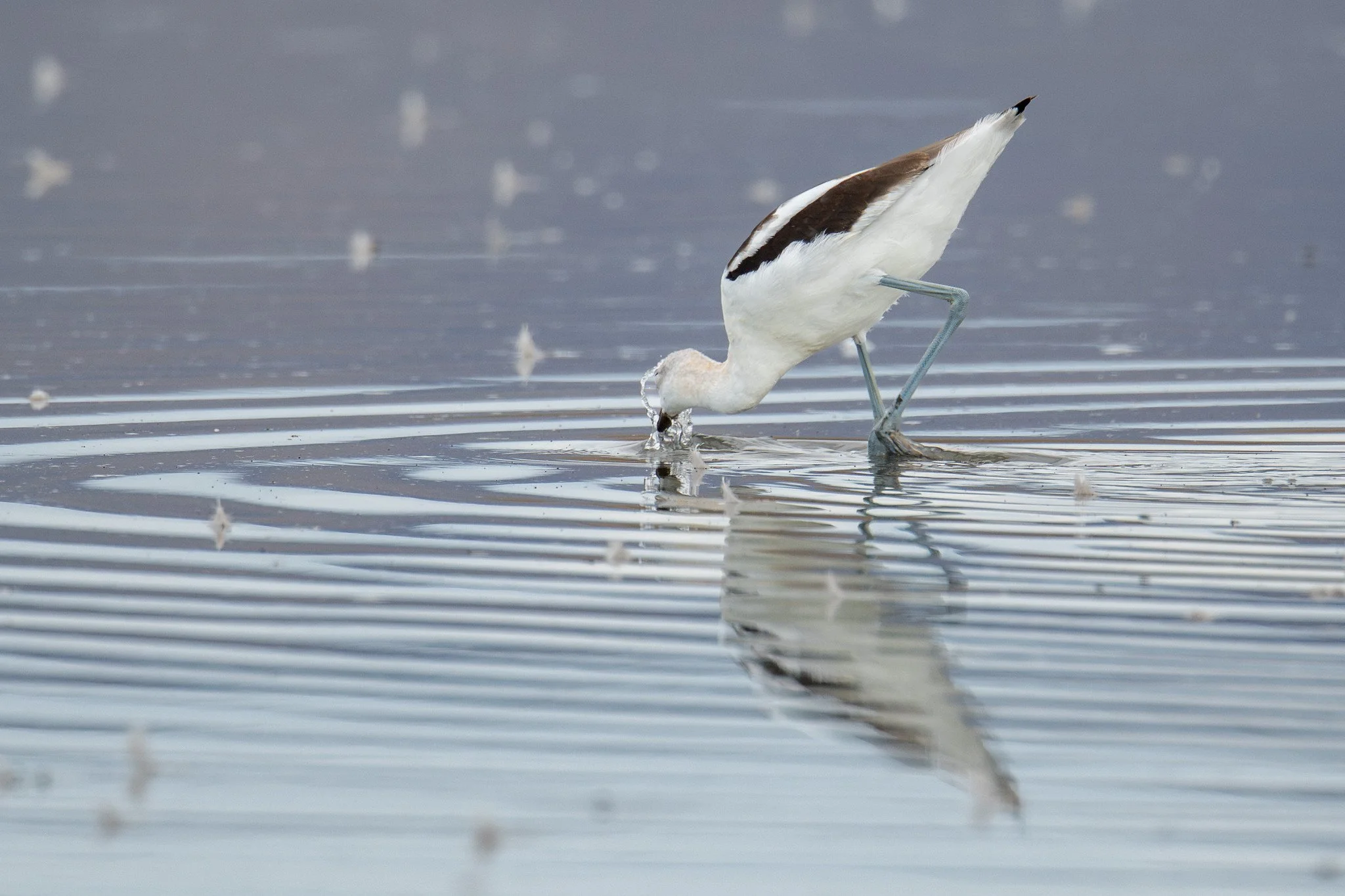 American Avocet (Recurvirostra americana)