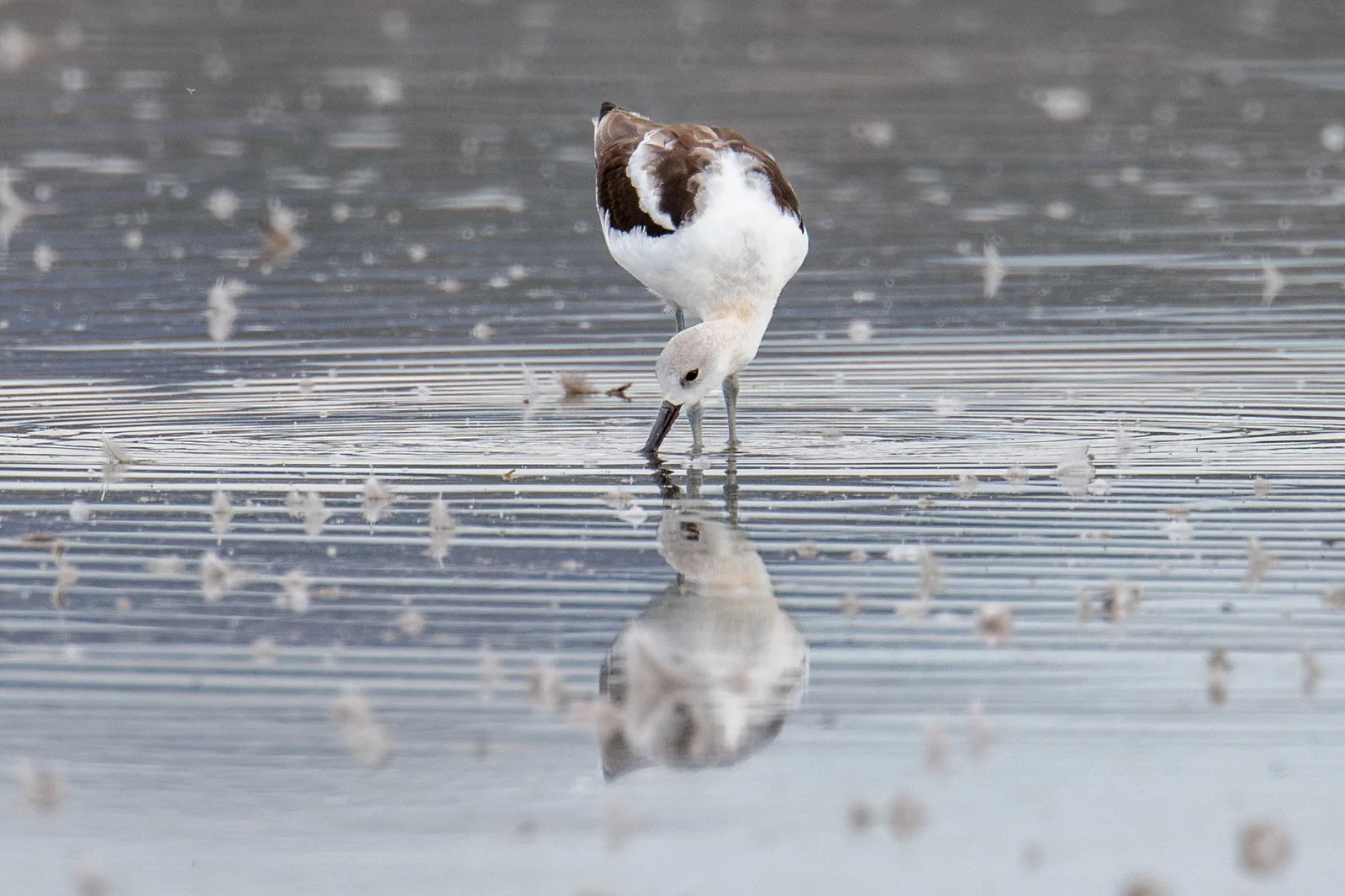 American Avocet (Recurvirostra americana)