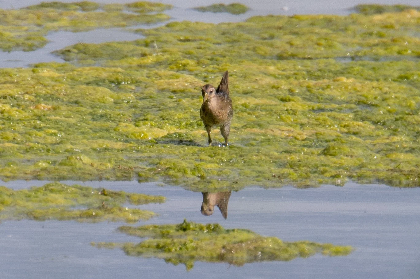Sora (Porzana carolina)