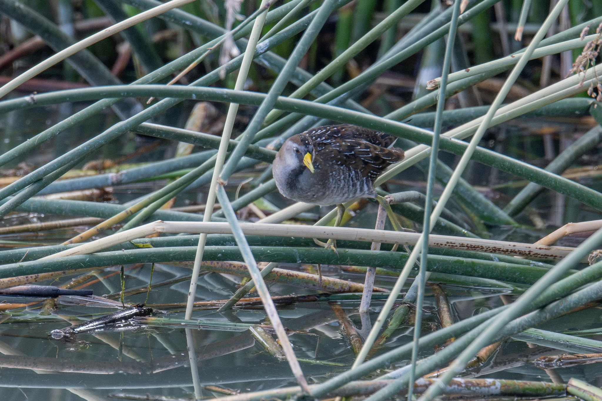 Sora (Porzana carolina)
