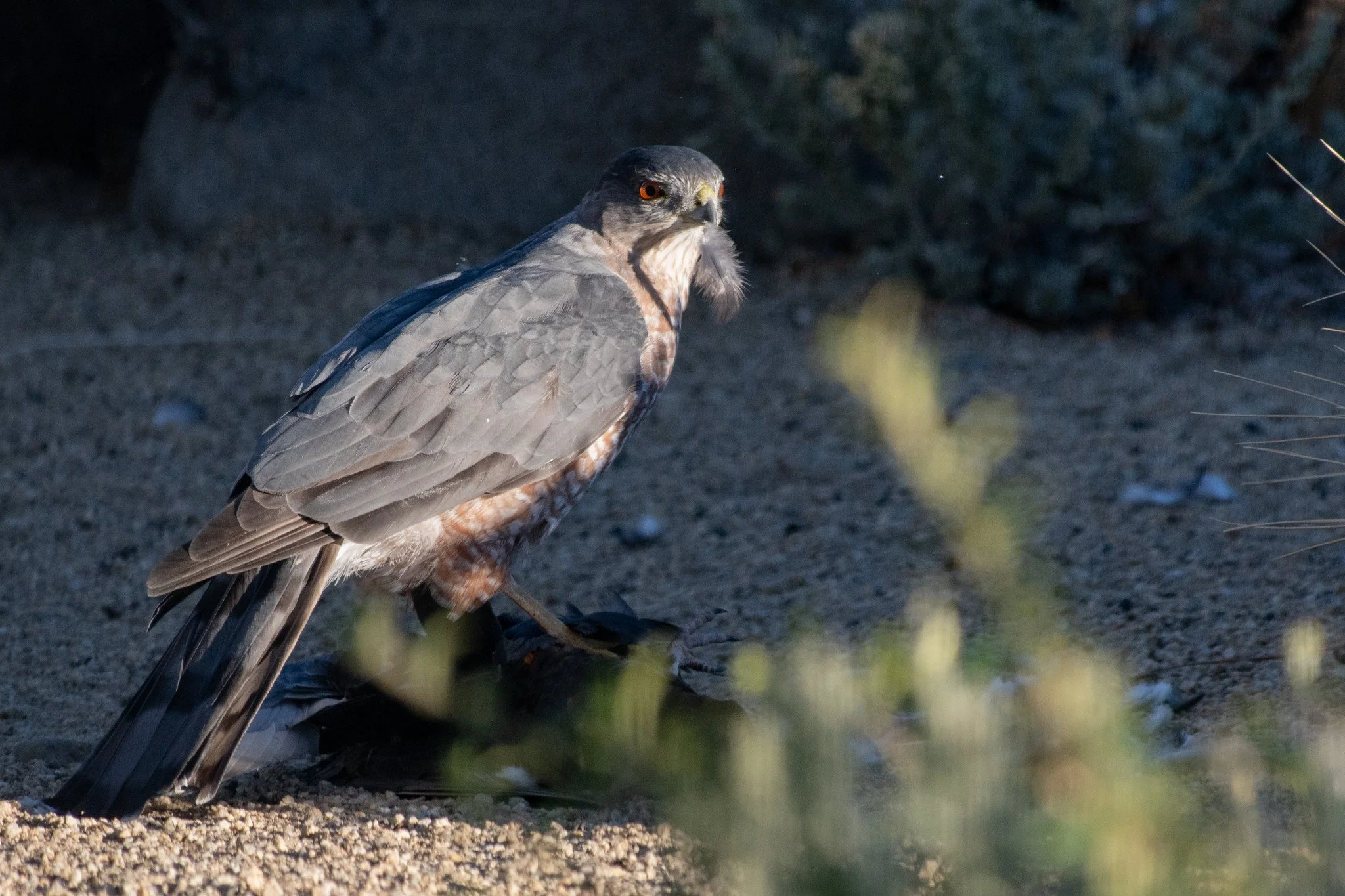 Cooper's Hawk (Astur cooperii) with Captured Rock Pigeon