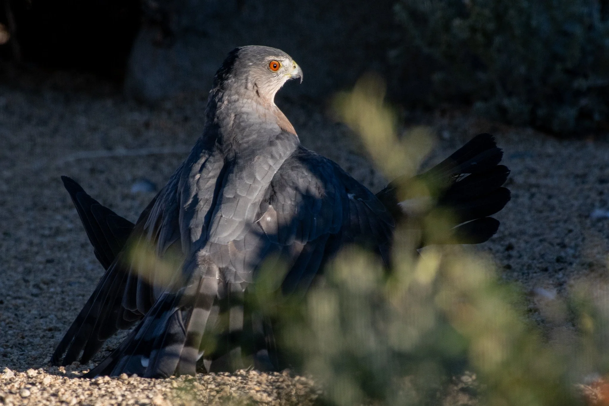 Cooper's Hawk (Astur cooperii) with Captured Rock Pigeon