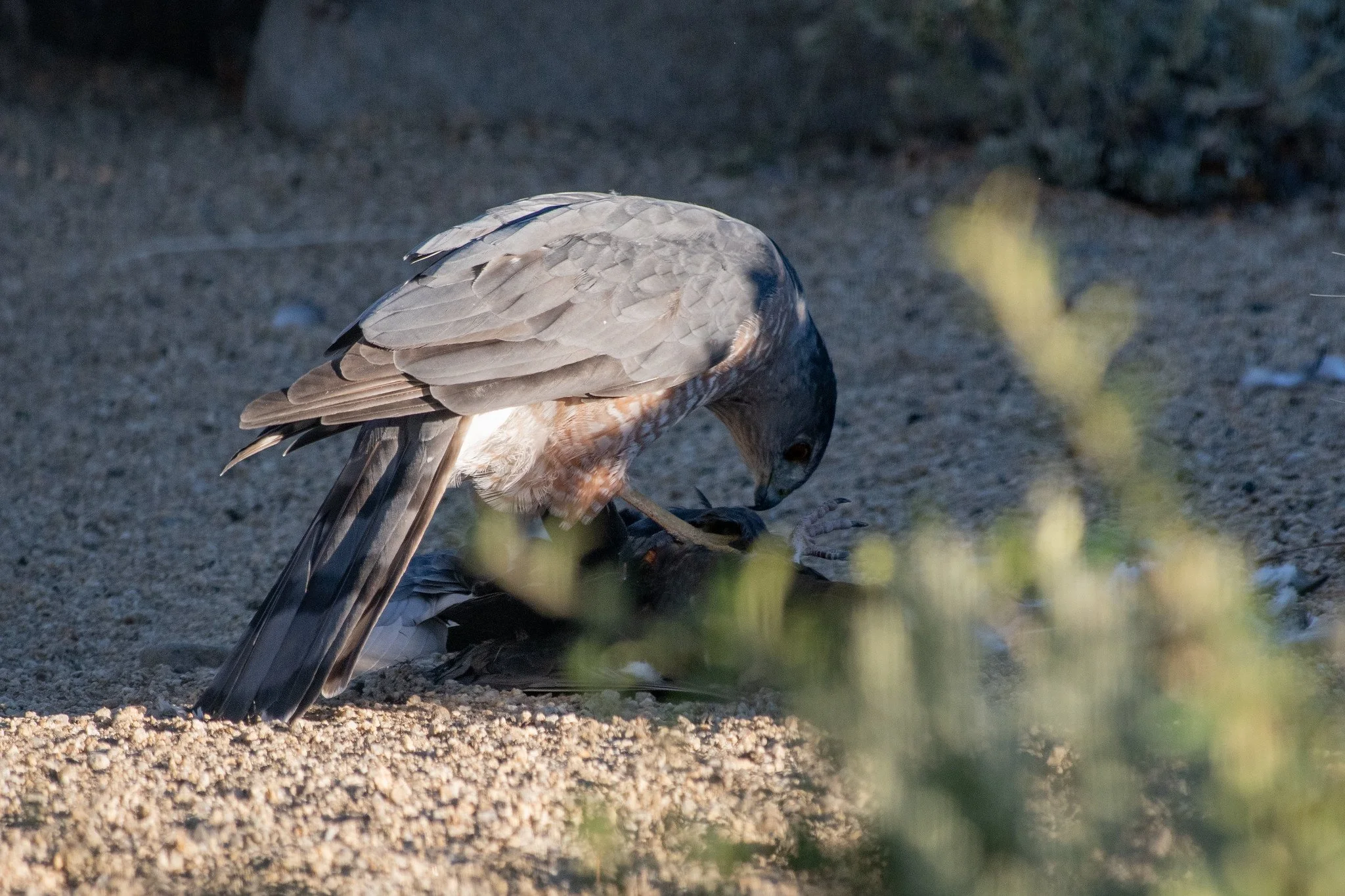 Cooper's Hawk (Astur cooperii) with Captured Rock Pigeon