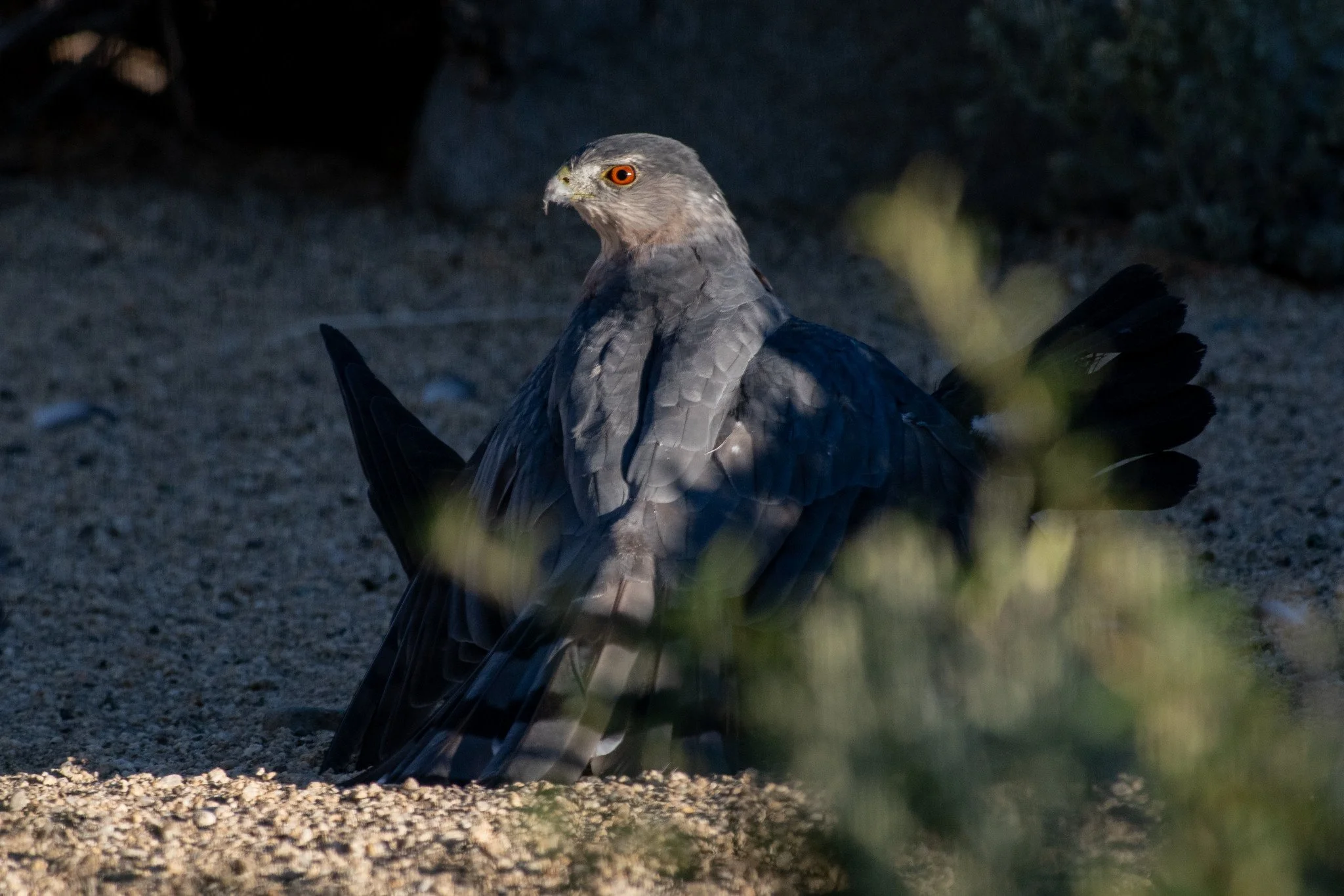 Cooper's Hawk (Astur cooperii) with Captured Rock Pigeon