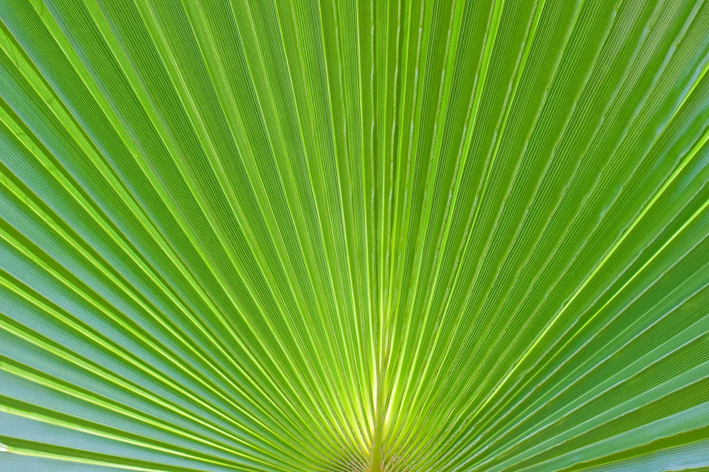 Palm Sunday