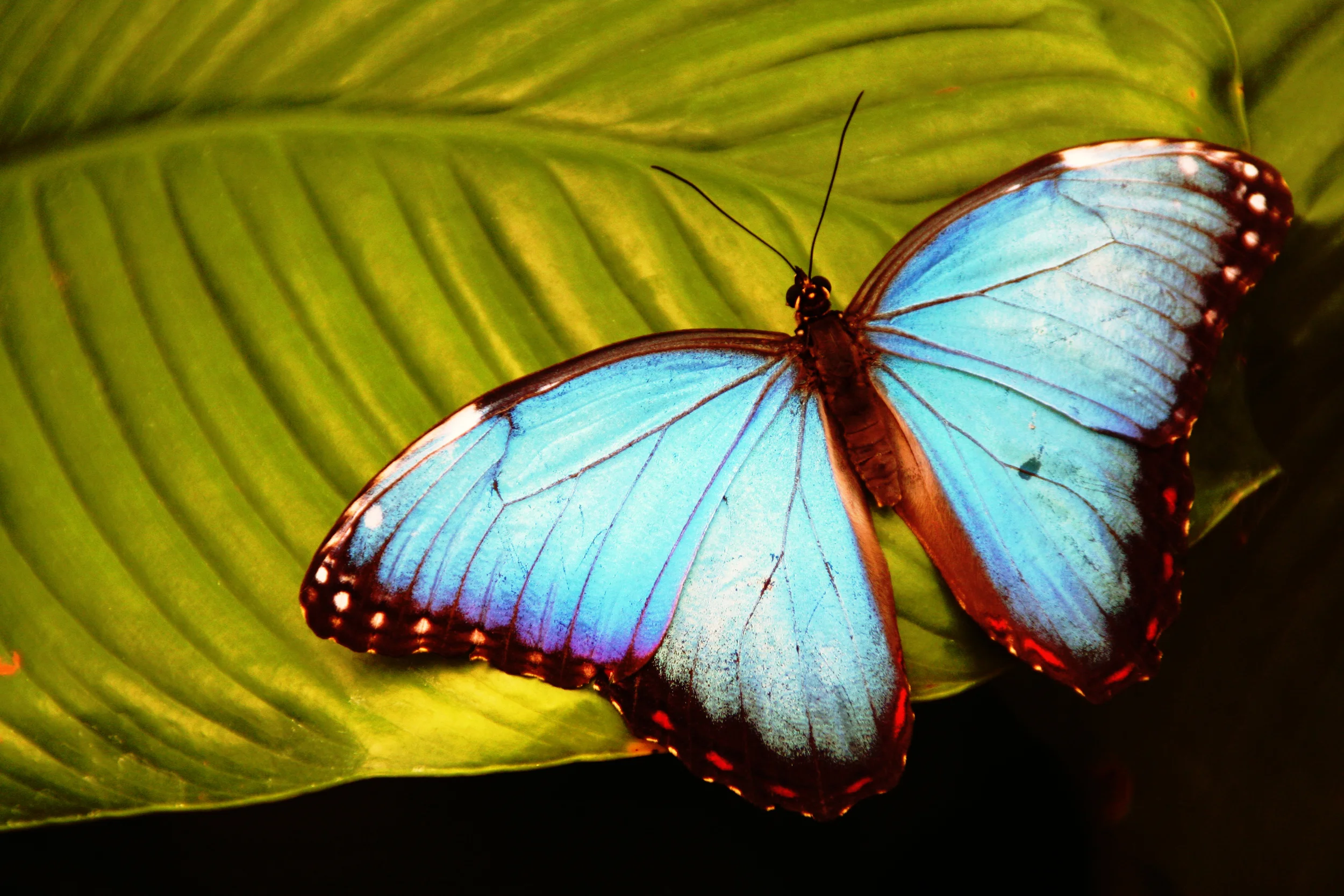 Presbyterian Women: Thank Offering &amp; Luncheon
