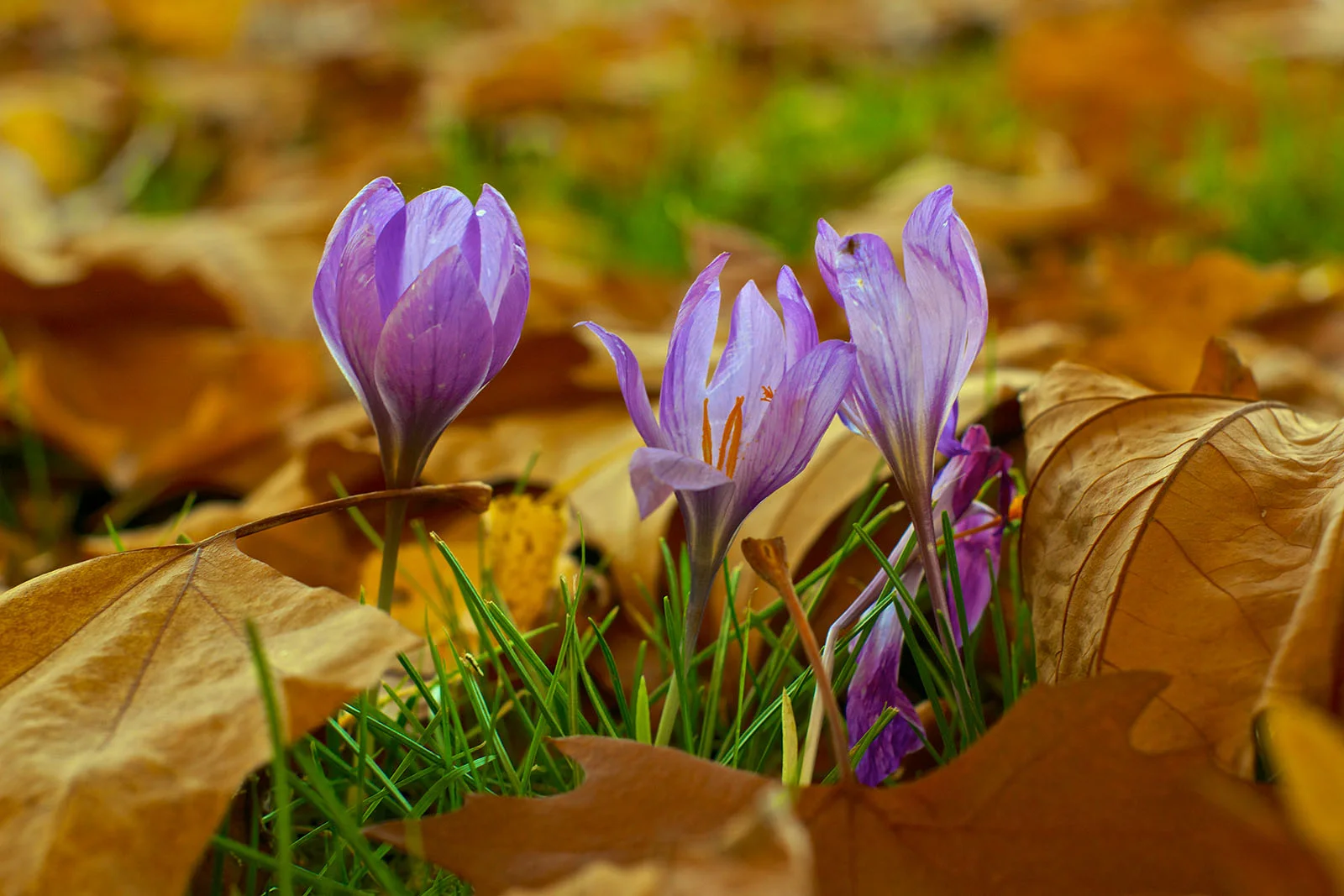 Presbyterian Women Fall Gathering