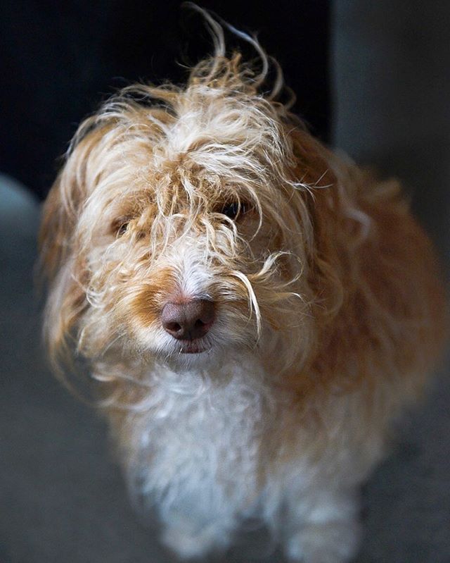 Spike &bull;
&bull;
&bull;
#spike #sproodle #poodle #spaniel #cross #confused #friend #love #dogsofinstagram #fluffyfriend #romsey