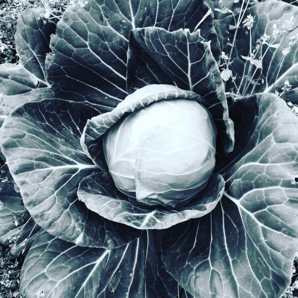 cabbage.png