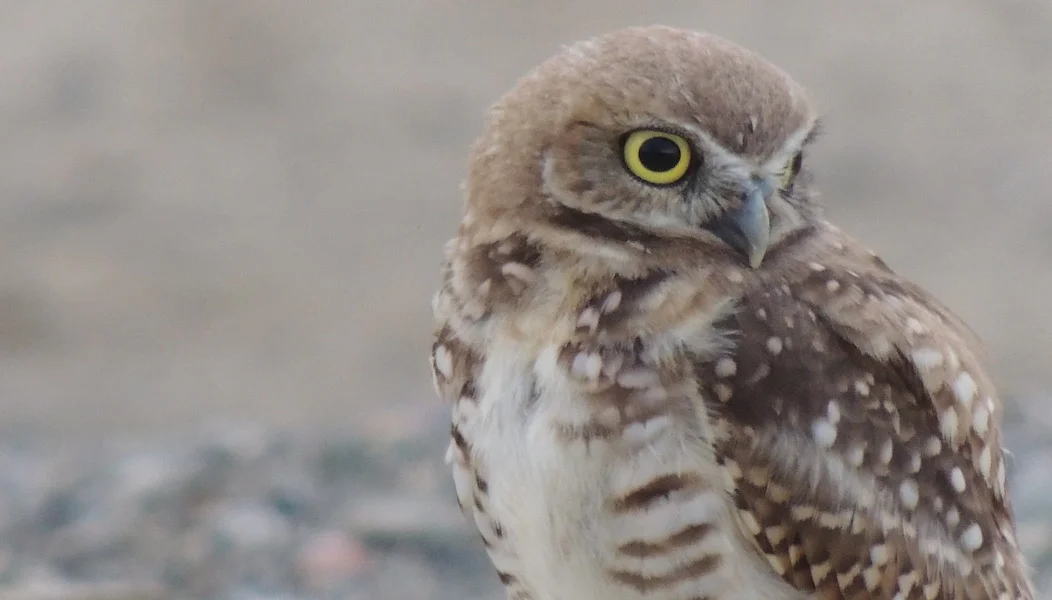owl 2, 1052 x 600.jpg