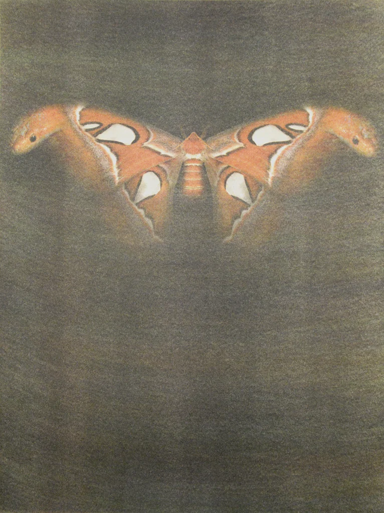 Attacus Atlas