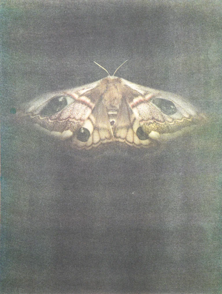 Emperor