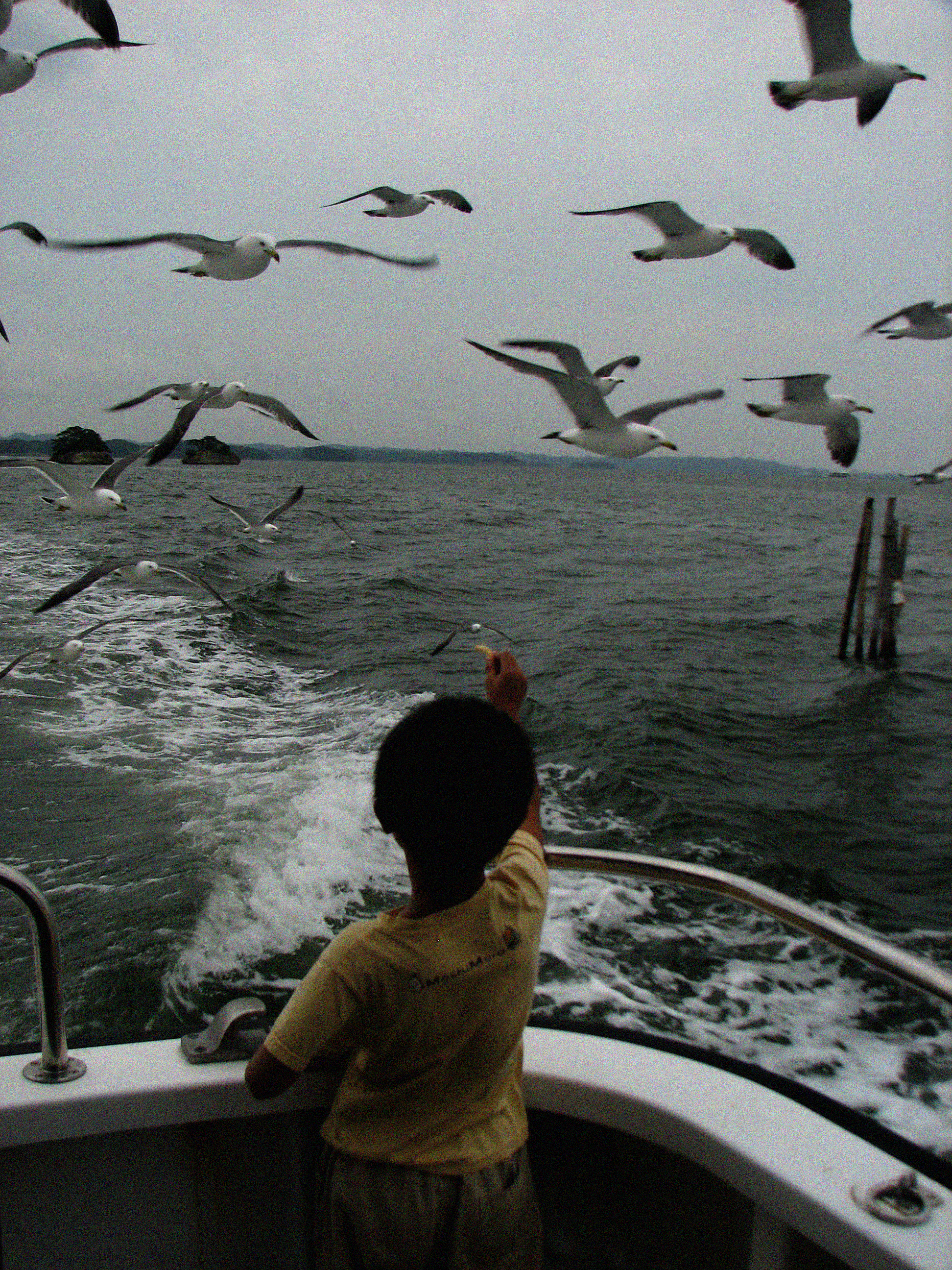 Hokkaido Gulls_1.jpg