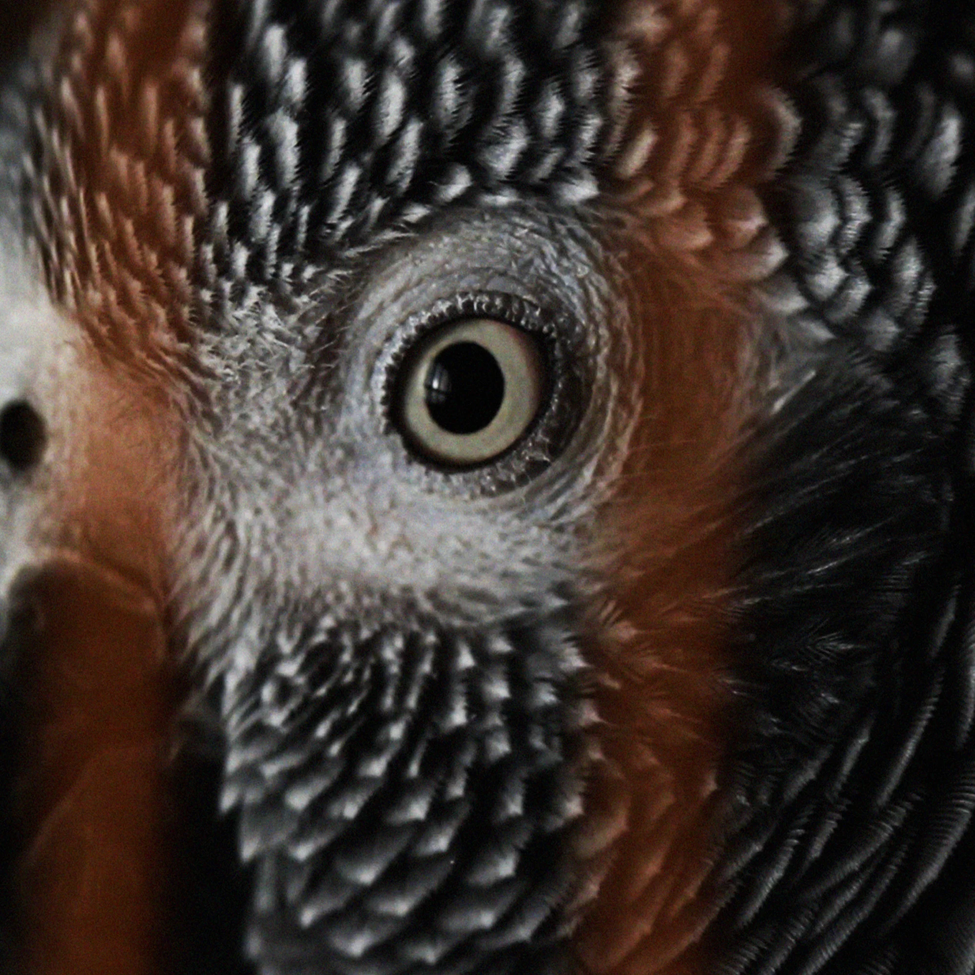Reunion Eye crop.jpg