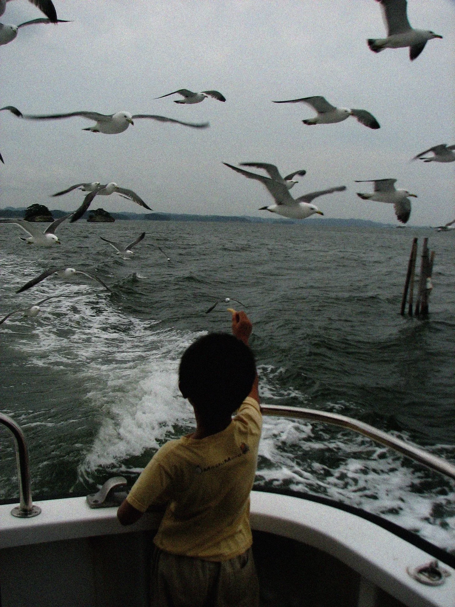 Hokkaido+Gulls_1.jpg
