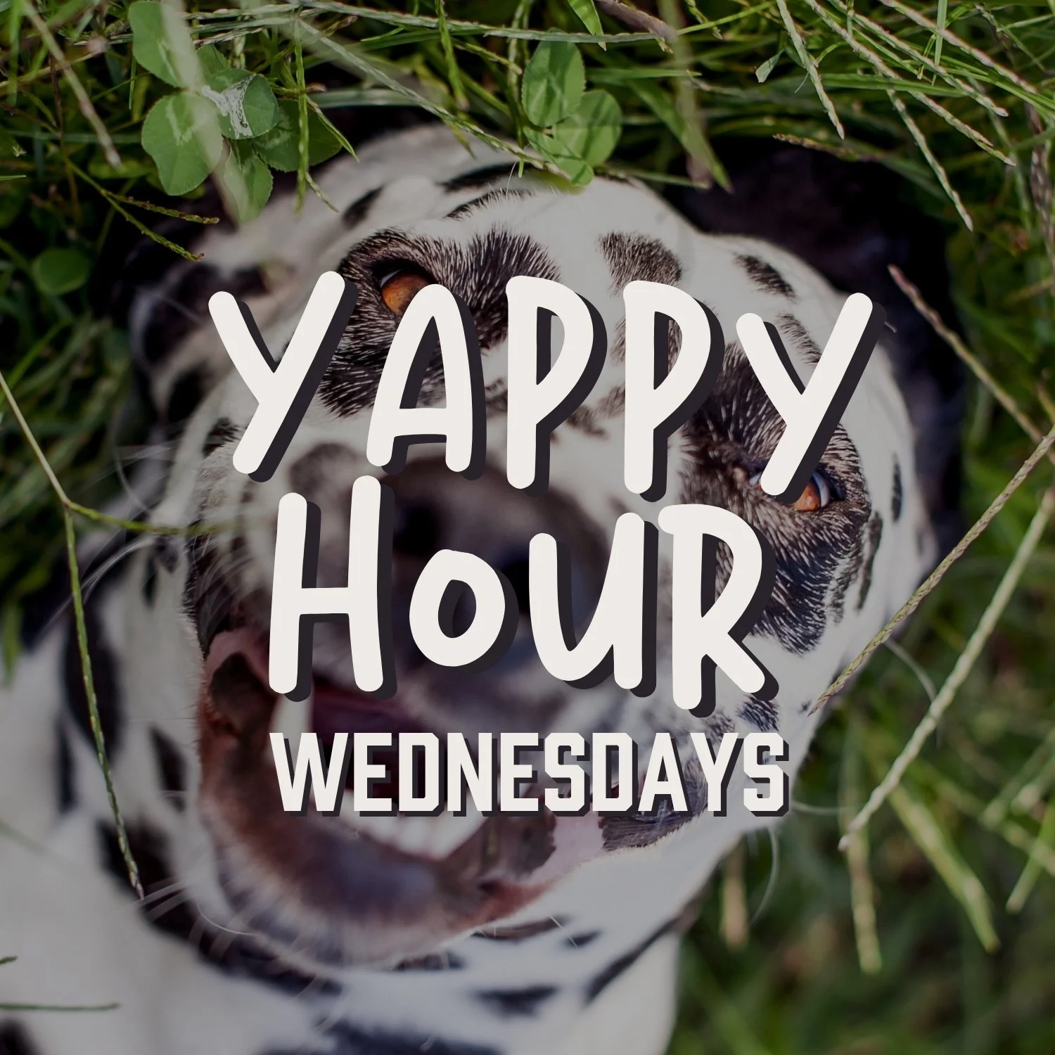 Yappy Hour