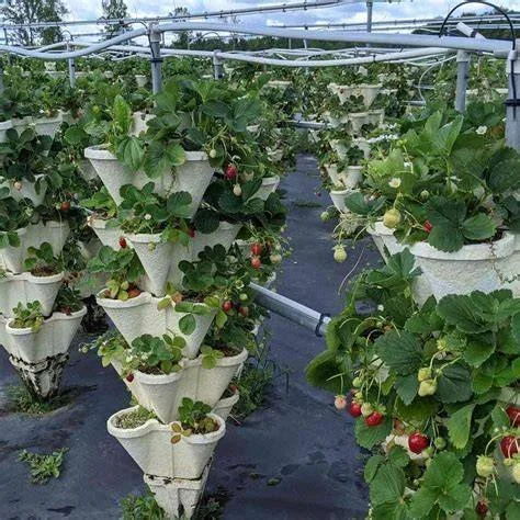 SUMMER CSA JUNE 25 - JULY 30