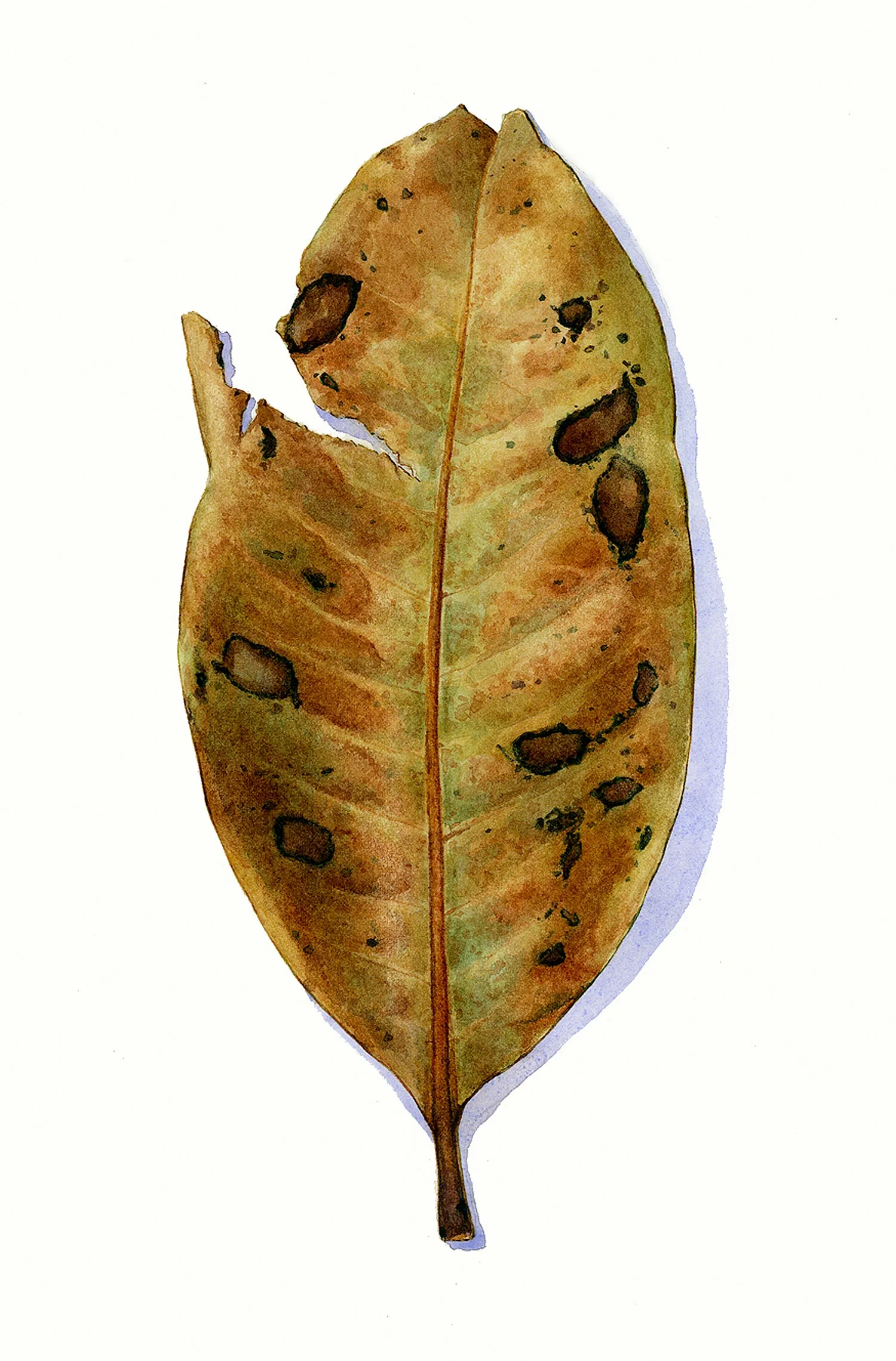 Magnolia Leaf