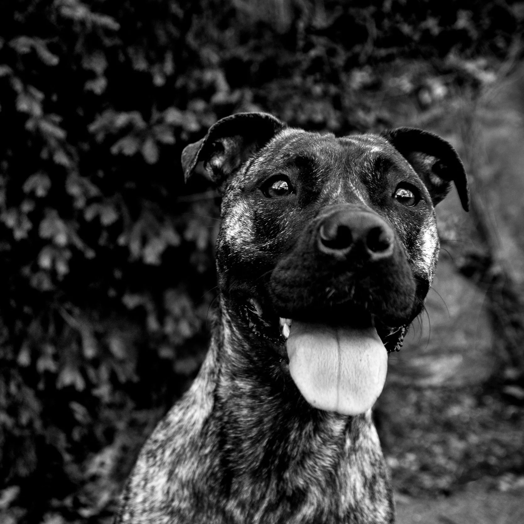 My sweetest, happiest pup Lucy