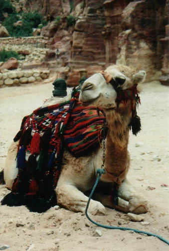 camel-jordan-mike-kramer.jpg